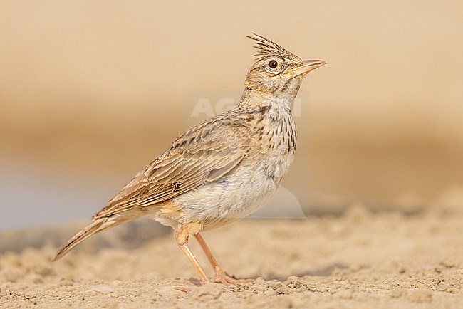 Crested Lark on the ground and checks the sky stock-image by Agami/Onno Wildschut,