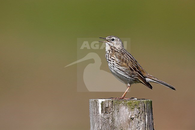Singing male Meadow Pipit (Anthus pratensis) standing on a wooden pole in the Netherlands. stock-image by Agami/Chris van Rijswijk,