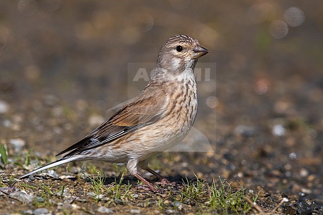 Linnet; Carduelis cannabina bella stock-image by Agami/Daniele Occhiato,