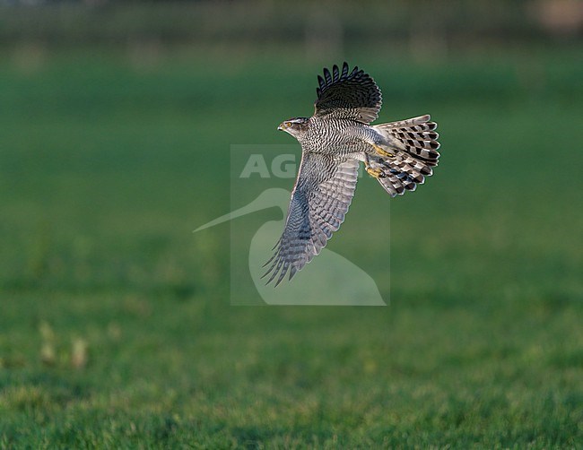 Adult Eurasian Goshawk, Northern Goshawk (Accipiter gentilis) flying, hunting, migrating low over a meadow on Ameland stock-image by Agami/Ran Schols,