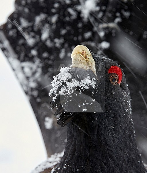 Mannetje Auerhoen foeragerend, Male Western Capercaillie foraging stock-image by Agami/Markus Varesvuo,