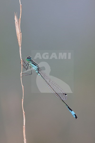 Ischnura elegans - Blue-tailed Damselfly - Gemeine Pechlibelle, France (Provence), imago stock-image by Agami/Ralph Martin,