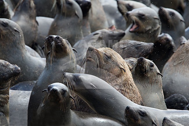 Kaapse pelsrobben kolonie van Cape Cross Namibie, Cape Fur Seal colony at Cape Cross Namibia stock-image by Agami/Wil Leurs,