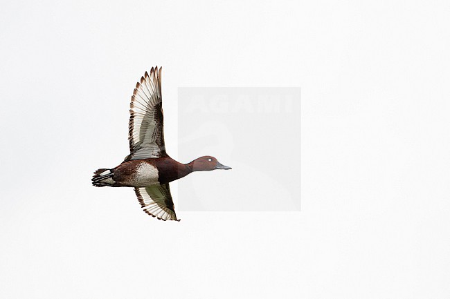 adult male ferruginous duck or ferruginous pochard (aythya nyroca) in flight, found at Hortobagy National Park in Hungary stock-image by Agami/Mathias Putze,