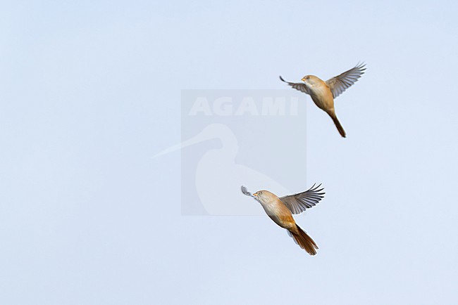 female bearded reedling (Panurus biarmicus) in flight, found at Fehmarn at the Baltic Sea in Germany stock-image by Agami/Mathias Putze,