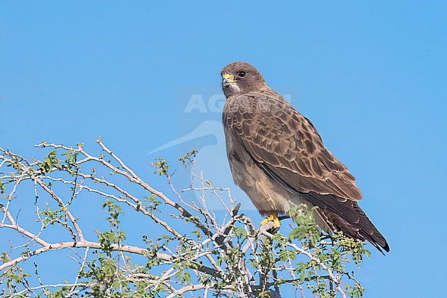 Adult
San Diego Co., CA
April 2023 stock-image by Agami/Brian E Small,