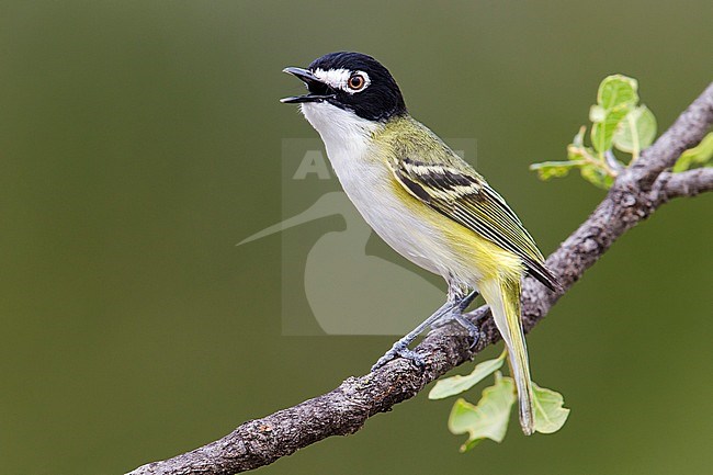 Adult male
Sutton Co., TX
April 2013 stock-image by Agami/Brian E Small,