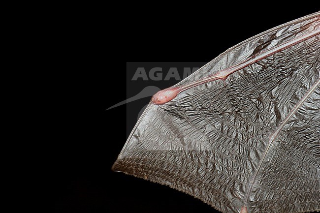 Brown long-eared bat with an infected wing stock-image by Agami/Theo Douma,