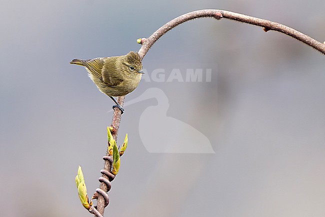 Yellow-browed Tit, Sylviparus modestus, in Northeast India. stock-image by Agami/Dani Lopez-Velasco,