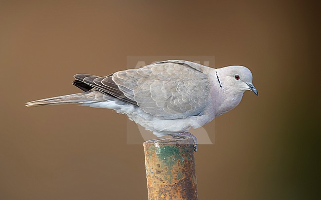 Unknown origin adult African Collared-Dove (Streptopelia roseogrisea roseogrisea) sitting near a pool in Las Safiras, Tenerife, Spain. stock-image by Agami/Vincent Legrand,