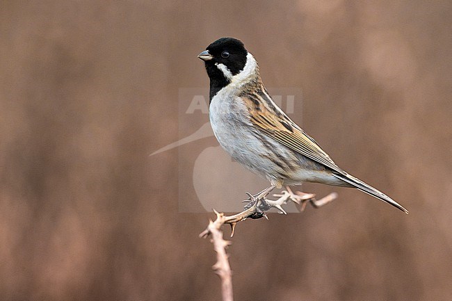 Wintering male Common reed bunting (Emberiza schoeniclus) in Italy. stock-image by Agami/Daniele Occhiato,