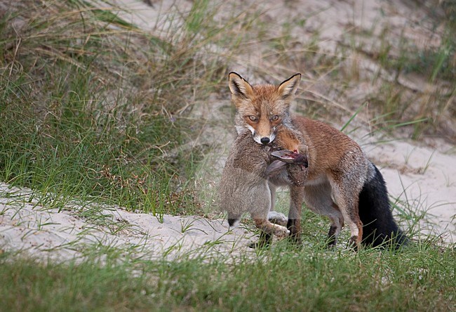 Vos met konijn als prooi in duinengebied; Red fox with prey in the Dunes stock-image by Agami/Han Bouwmeester,