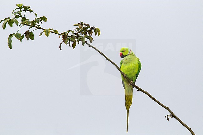 Halsbandparkiet, Rose-ringed Parakeet, Psittakula kramerii stock-image by Agami/Menno van Duijn,