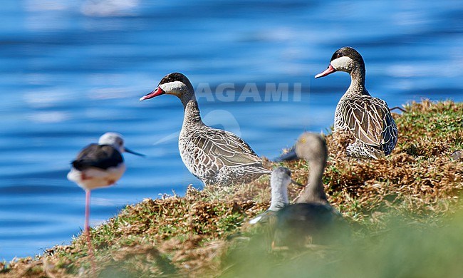 Red-billed Teal (Anas erythrorhyncha) pair against blue water as a background, South Africa stock-image by Agami/Tomas Grim,