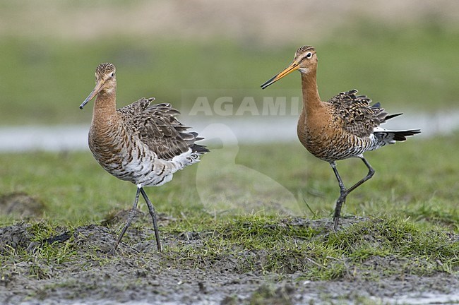 Twee baltsende Grutto's, Two displaying Black-tailed Godwits stock-image by Agami/Hans Germeraad,