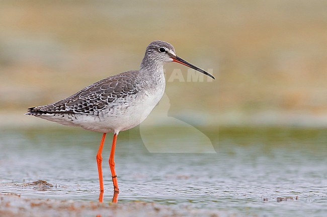 Spotted Redshank (Tringa erythropus), adult in winter plumage standing in the water, Campania, Italy stock-image by Agami/Saverio Gatto,