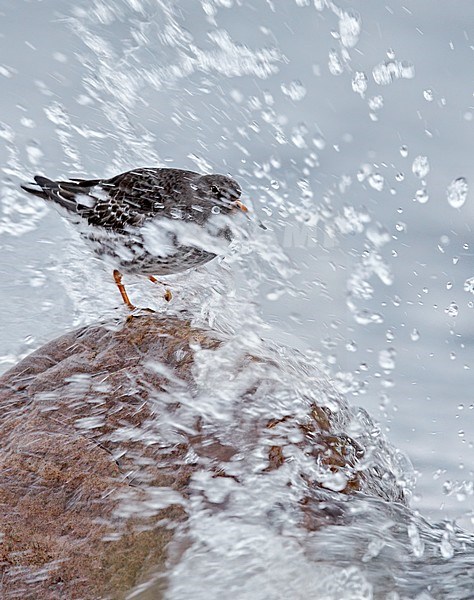 Purple Sandpiper (Calidris maritima) perched in a wave, Utä Parainen Finland January 2016 stock-image by Agami/Markus Varesvuo,