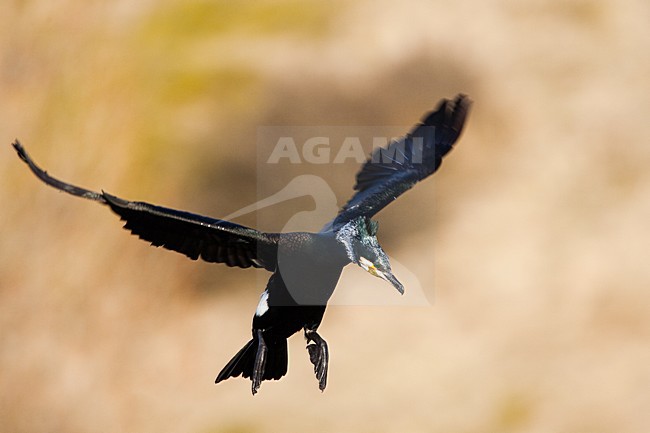 Volwassen Aalscholver in de vlucht; Adult Great Cormorant in flight stock-image by Agami/Menno van Duijn,