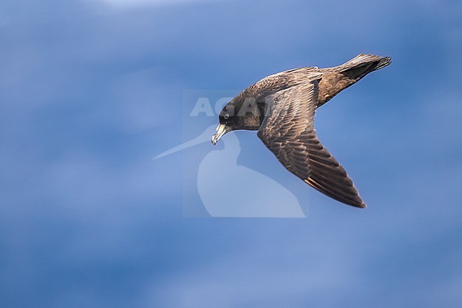Black Petrel (Procellaria parkinsoni) in flight over the sea in the Pacific Ocean between New Caledonia and Vanuatu Islands. stock-image by Agami/Rafael Armada,