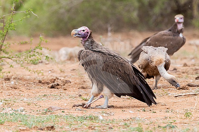 Lappet-faced vulture (Torgos tracheliotos), side view of an adult standing on the ground with a bone in its feet, Mpumalanga, South Africa stock-image by Agami/Saverio Gatto,