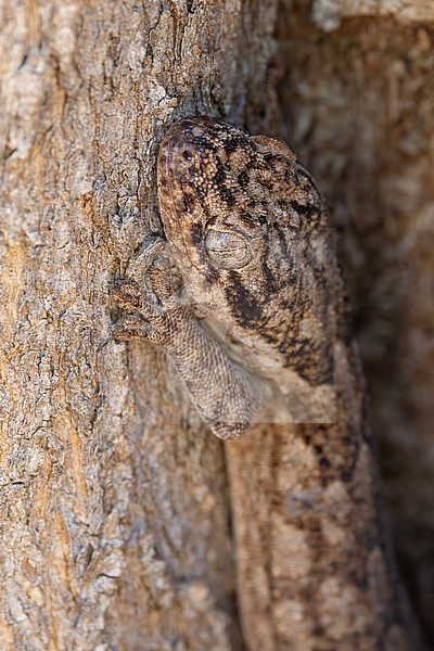 The Sakalava Velvet Gecko (Blaesodactylus sakalava) is a large, arboreal gecko species endemic to the dry and semi-humid forests of western and southwestern Madagascar, easily recognized by its soft, velvety skin texture and bark-mimicking camouflage stock-image by Agami/Jacob Garvelink,