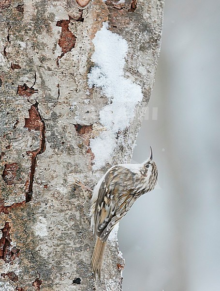 Eurasian treecreeper (Certhia familiaris) wintering in Finland. stock-image by Agami/Markus Varesvuo,