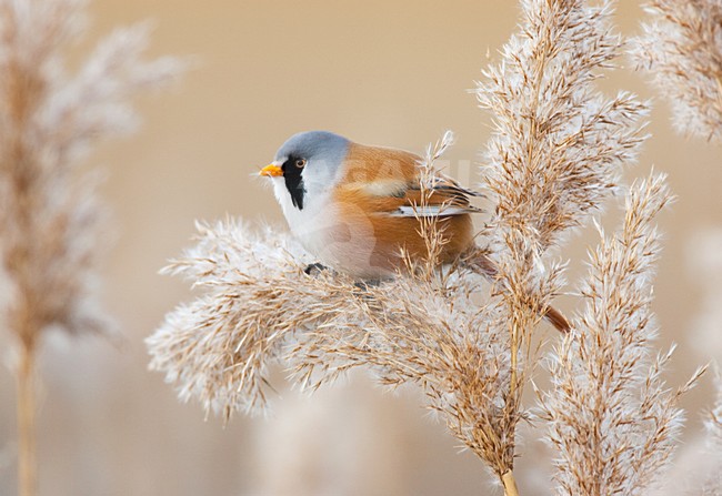 Mannetje Baardman foeragerend in rietpluim; Male Bearded Reedling foraging in reed stock-image by Agami/Menno van Duijn,