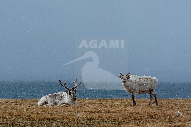 Svalbard reindeers, Rangifer tarandus, by the sea. Svalbard, Norway stock-image by Agami/Sergio Pitamitz,