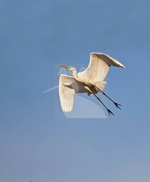 Grote Zilverreiger in de vlucht; Great Egret in flight stock-image by Agami/Hans Gebuis,