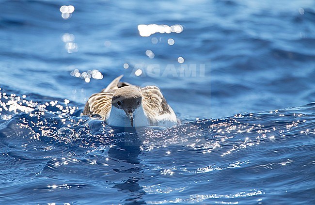 Grote Pijlstormvogel op volle zee op de Azoren; Great Shearwater offshore on the Azores stock-image by Agami/Marc Guyt,
