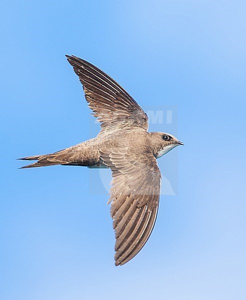 Alpine Swift (Apus melba) flying over Rabbit Island off Petra on the Greek island of Lesvos. stock-image by Agami/Marc Guyt,
