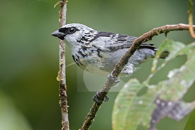 Grey-and-gold Tanager (Poecilostreptus palmeri) at San Cipriano, Colombia. stock-image by Agami/Tom Friedel,