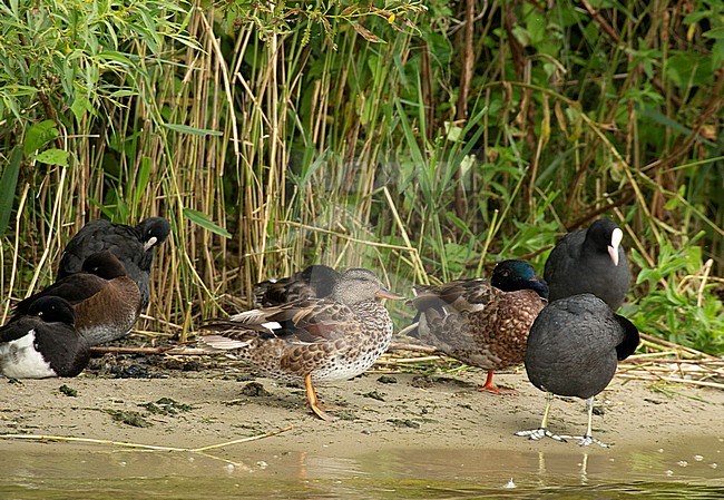 Adult male Gadwall (Anas strepera) in eclipse plumage. Standing between other species on the shore on the edge of a lake in the Netherlands. stock-image by Agami/Edwin Winkel,