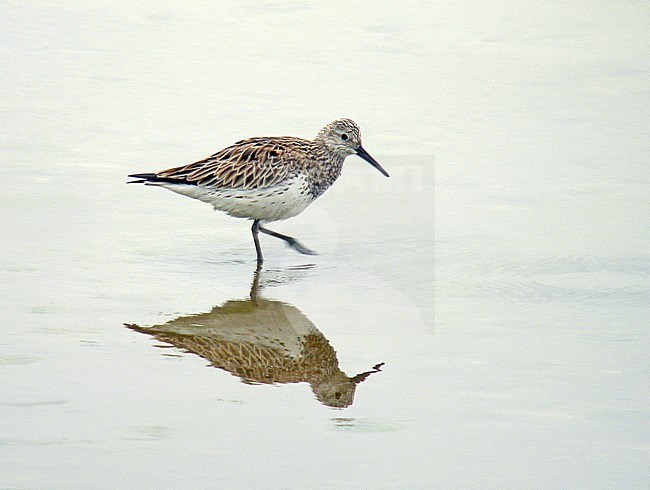 Adult Great Knot (Calidris tenuirostris) wading through shallow water in eastern Asia during spring migration. stock-image by Agami/Pete Morris,