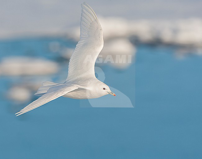 Adult Ivory Gull (Pagophila eburnea) on Svalbard, arctic Norway. stock-image by Agami/Marc Guyt,
