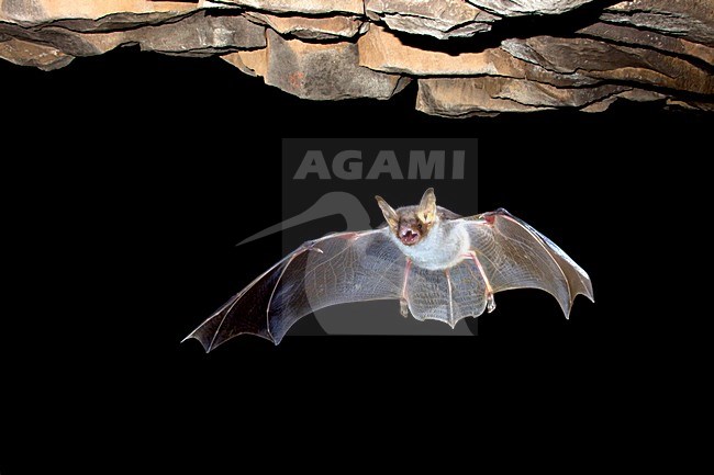 Vale Vleermuis in de vlucht; Greater Mouse-eared Bat in flight stock-image by Agami/Theo Douma,