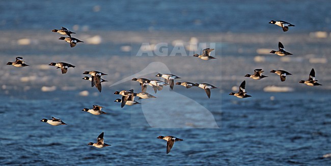 Groep Brilduikers in de vlucht; Flock of Common Goldeneyes in flight stock-image by Agami/Markus Varesvuo,