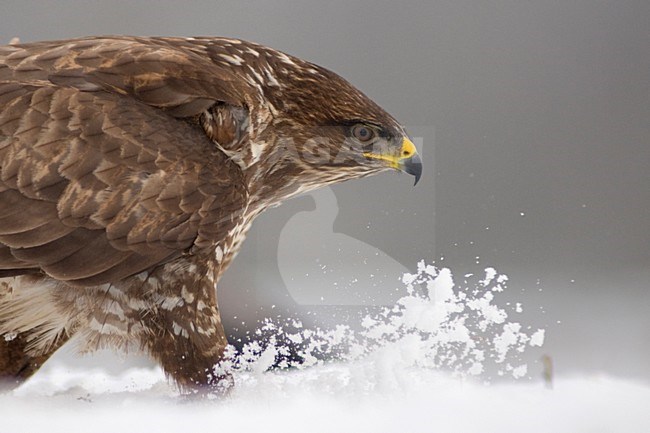 Buizerd lndend in sneeuw; Common Buzzard landing in snow stock-image by Agami/Bence Mate,