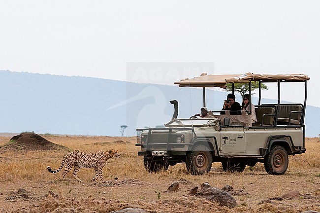 Tourists take pictures of a cheetah, Acinonyx jubatus, walking by a safari vehicle. Masai Mara National Reserve, Kenya. stock-image by Agami/Sergio Pitamitz,