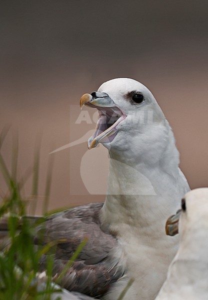 Calling Northern Fulmar (Fulmarus glacialis) in the breeding colony in Great Britain. stock-image by Agami/Alain Ghignone,