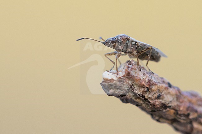 Nysius ericae, Germany (Baden-Württemberg), imago stock-image by Agami/Ralph Martin,