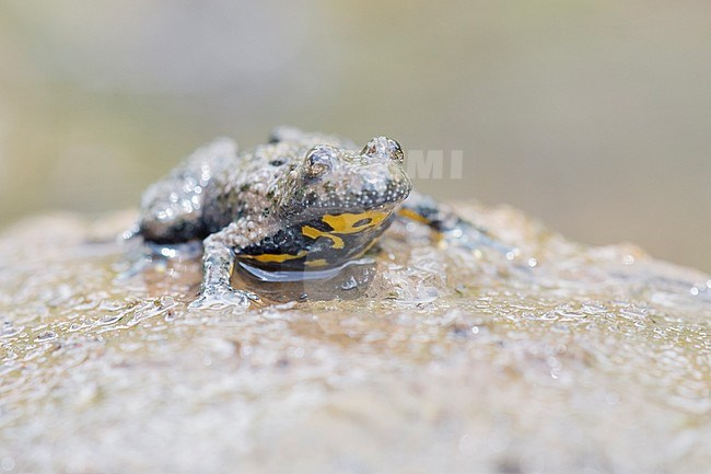 Yellow-bellied Toad sitting stock-image by Agami/Theo Douma,