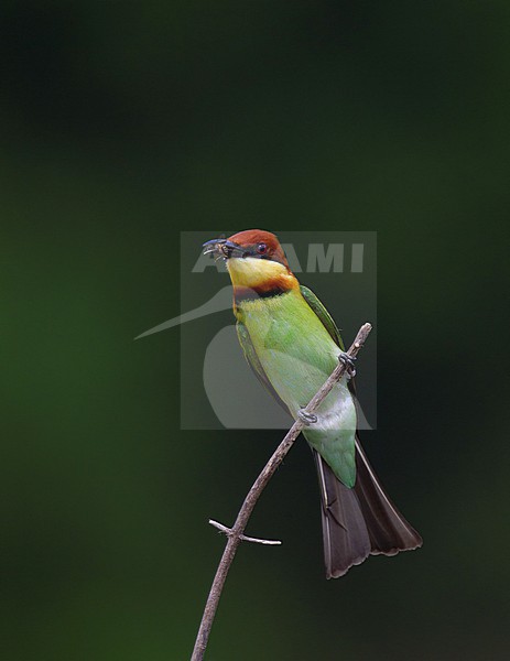 Adult Chestnut-headed Bee-eater (Merops leschenaulti) perched on a branch at Khao Yai, Thailand stock-image by Agami/Helge Sorensen,