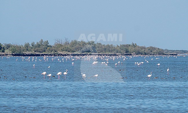 Greater Flamingo (Phoenicopterus roseus) group in the Camargue perched in water stock-image by Agami/Roy de Haas,