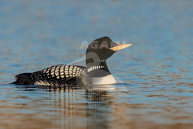 Adult male breeding
North Slope Borough, AK
June 2024 stock-image by Agami/Brian E Small,