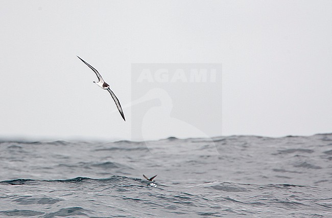 Critically endangered Galapagos Petrel (Pterodroma phaeopygia) in flight over the pacific ocean off the Peruvian coast. stock-image by Agami/Marc Guyt,