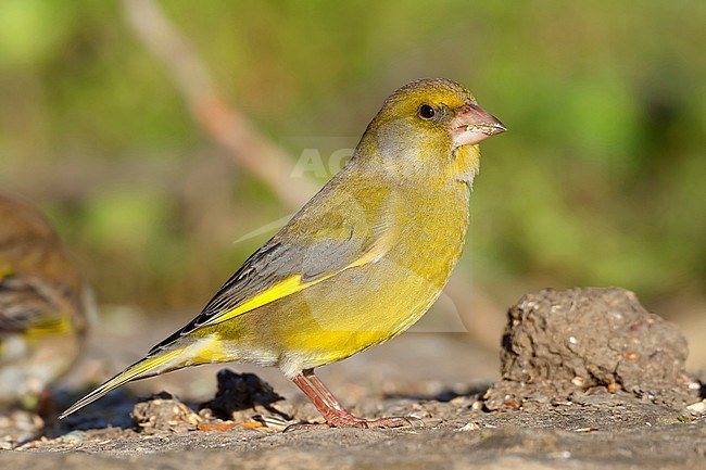 European Greenfinch, Male standing on the ground, Campania, Italy (Carduelis chloris) stock-image by Agami/Saverio Gatto,