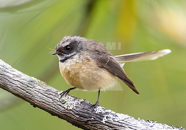 Chatham Island Fantail (Rhipidura fuliginosa penita) perched in a small tree on the Chatham Islands off New Zealand. stock-image by Agami/Marc Guyt,