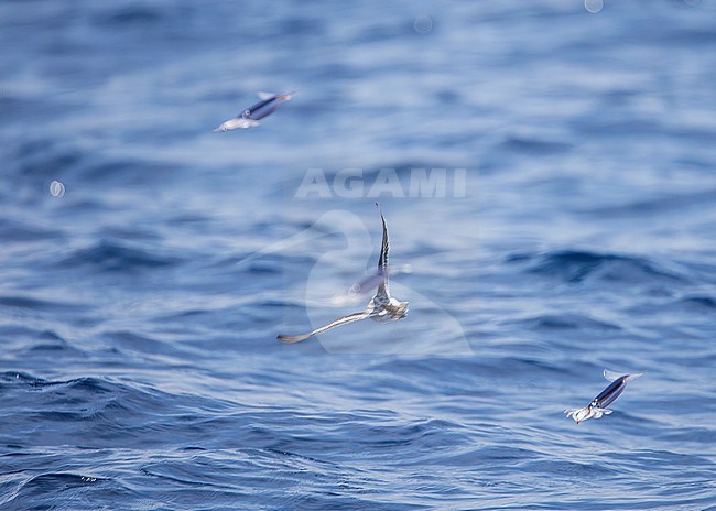 Pacific flying squids (Todarodes pacificus) in flight together wit a Red-necked Phalarope (Phalaropus lobatus). stock-image by Agami/Lennart Verheuvel,