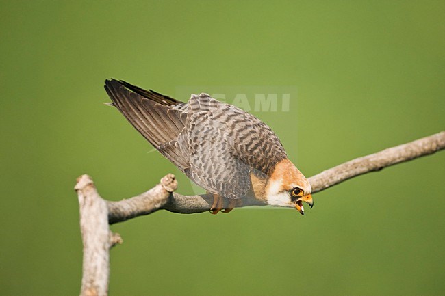 Roodpootvalk, Red-footed Falcon, Falco vespertinus stock-image by Agami/Marc Guyt,